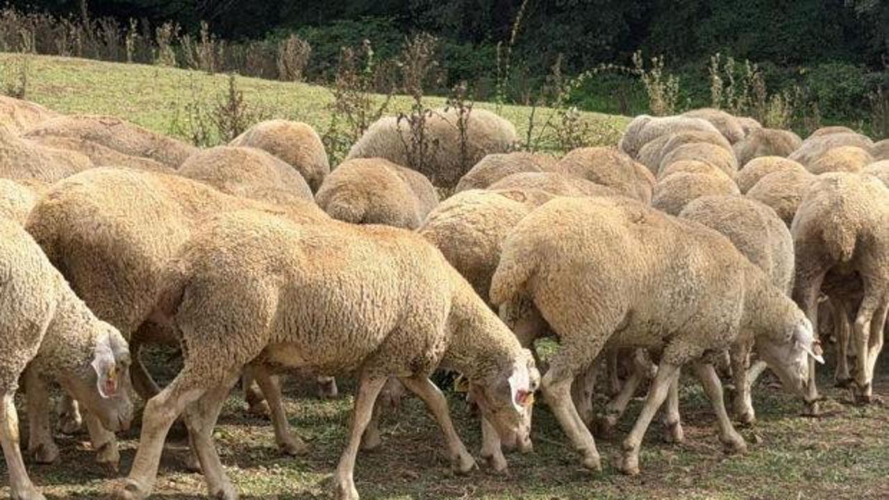 Kırsalda bereket, k&uuml;&ccedil;&uuml;kbaşa destek