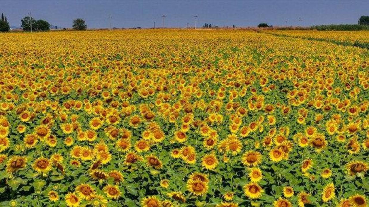 TİGEM duyurdu: 1600 ton yağlık ay&ccedil;i&ccedil;eği satacak!