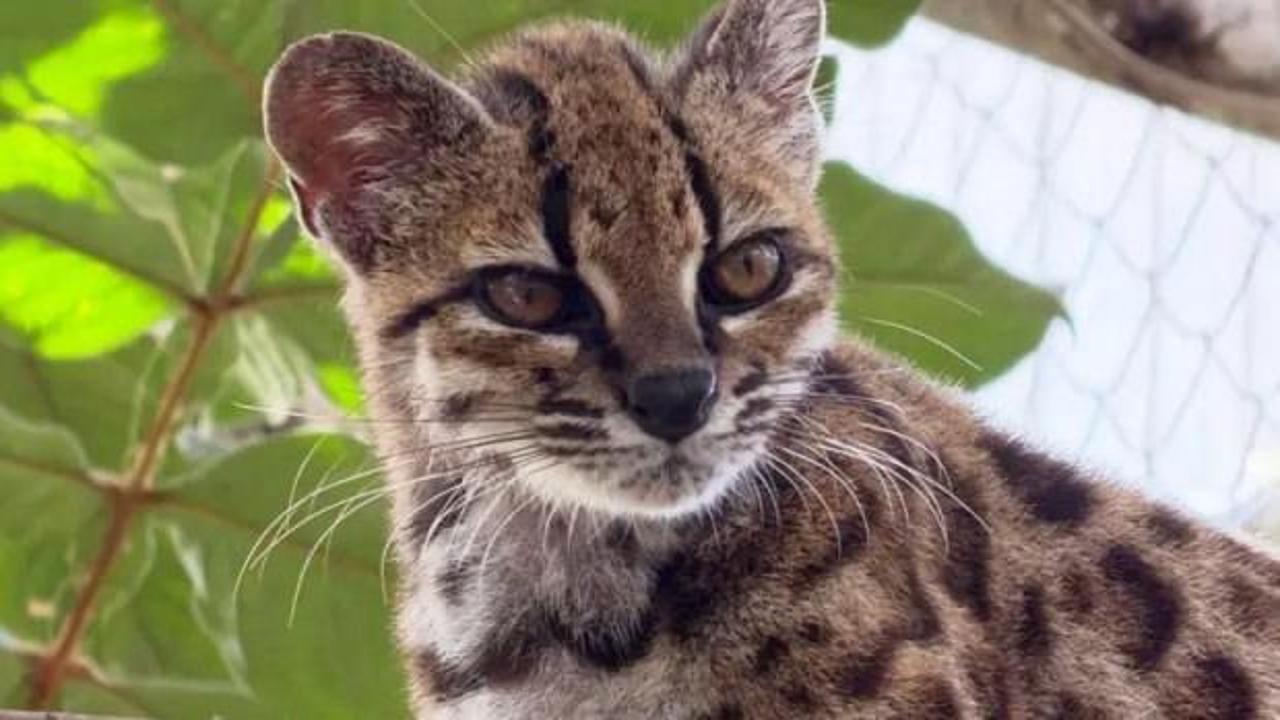 Yeni bir kedi t&uuml;r&uuml; keşfedildi