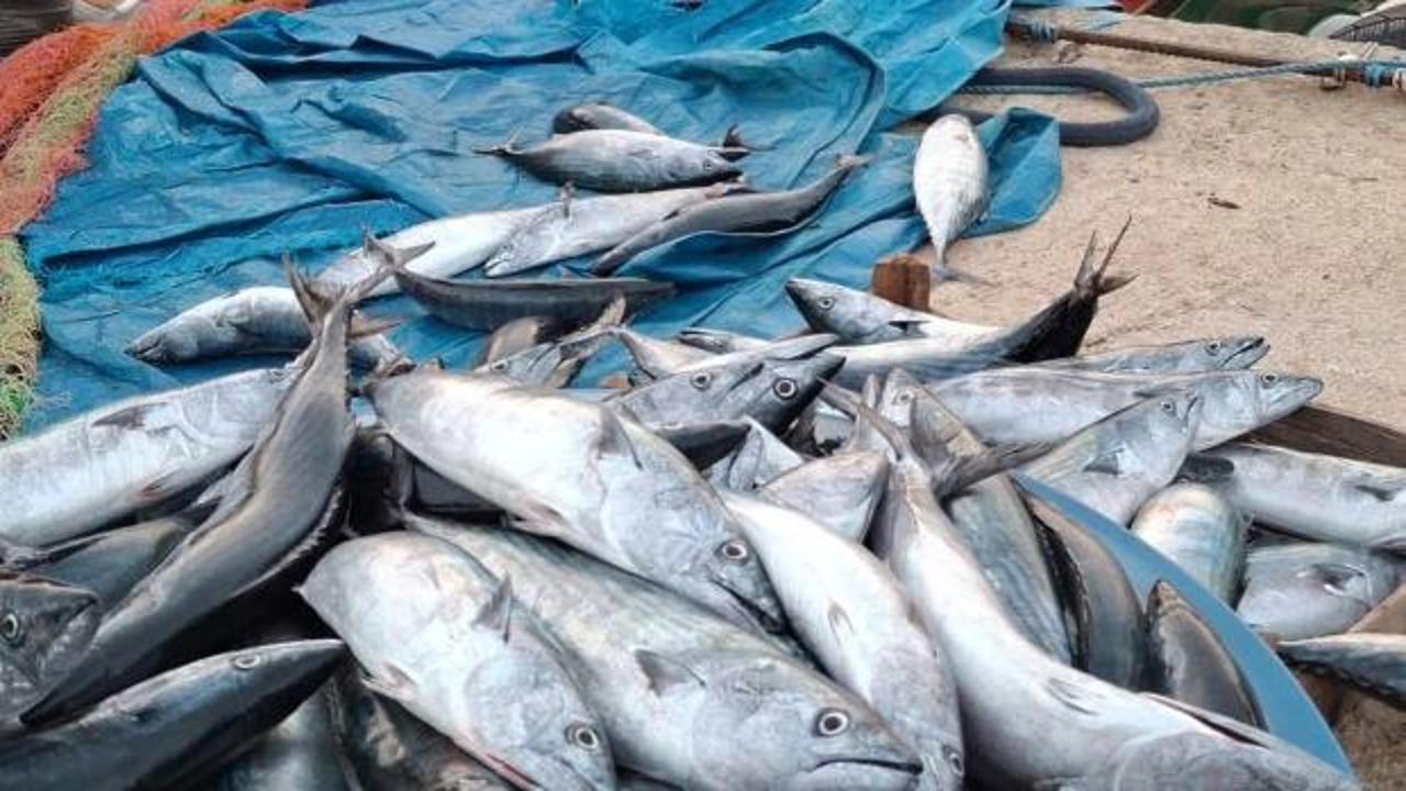 Karadeniz'de palamut bereketi! Kasalar dolusu &ccedil;ıkıyor, tanesi 75 lira