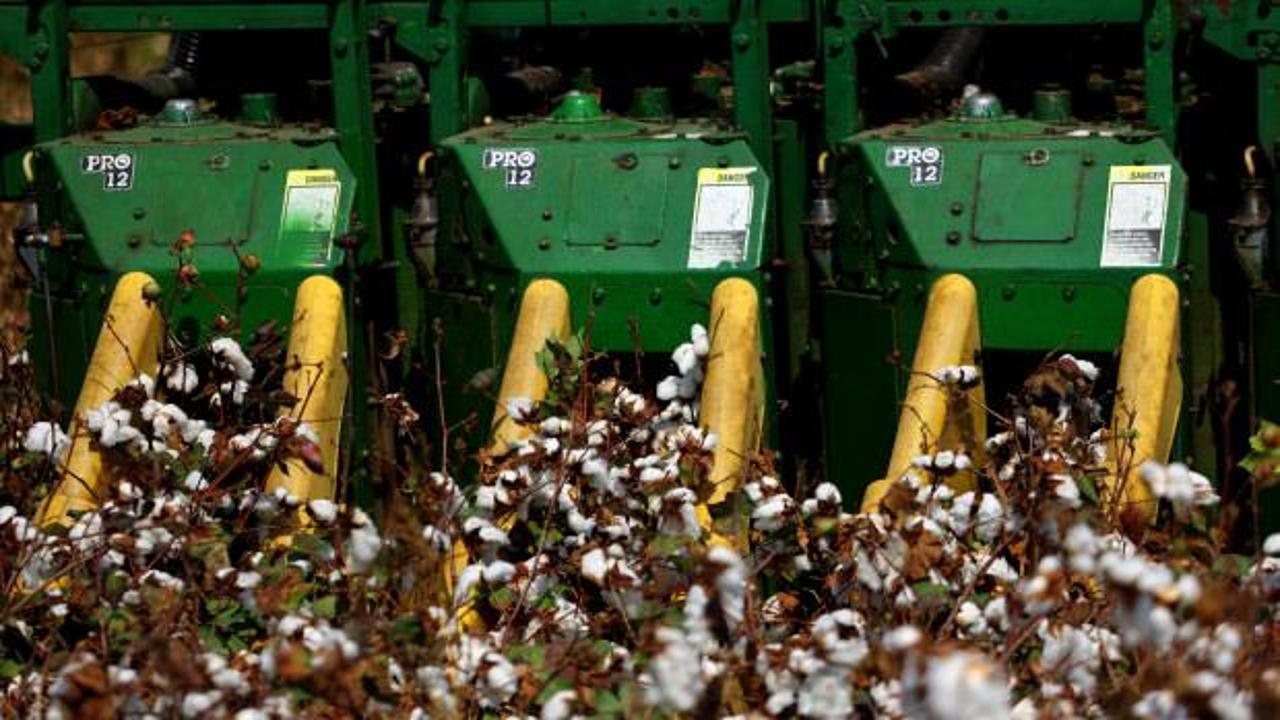 İlk hasat başladı, kilosu 40 liraya &ccedil;ıktı! &Uuml;reticinin y&uuml;z&uuml; g&uuml;ld&uuml;