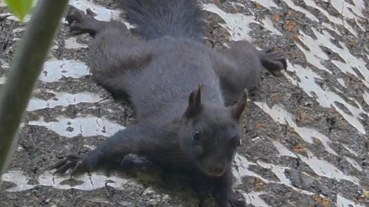 Tunceli'de nadir g&ouml;r&uuml;len kara sincap kameraya takıldı! G&uuml;zelliği mest etti