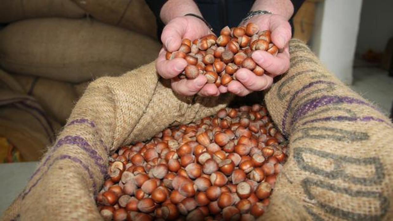 Fındık fiyatları dibi g&ouml;rd&uuml;! 185 liraya kadar geriledi, &uuml;retici TMO&rsquo;ya koştu
