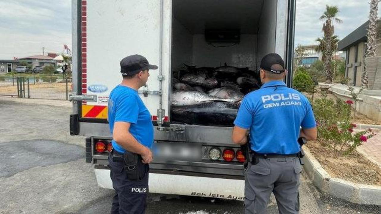 İzmir'de 3 ton mavi y&uuml;zge&ccedil;li orkinos sevinci kursaklarında kaldı! Piyasa değeri şoke etti