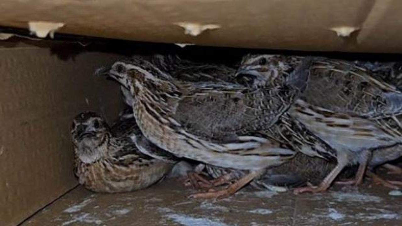 Kastamonu'da ka&ccedil;ak av cep yaptı! 622 bin 791 TL ceza kesildi 