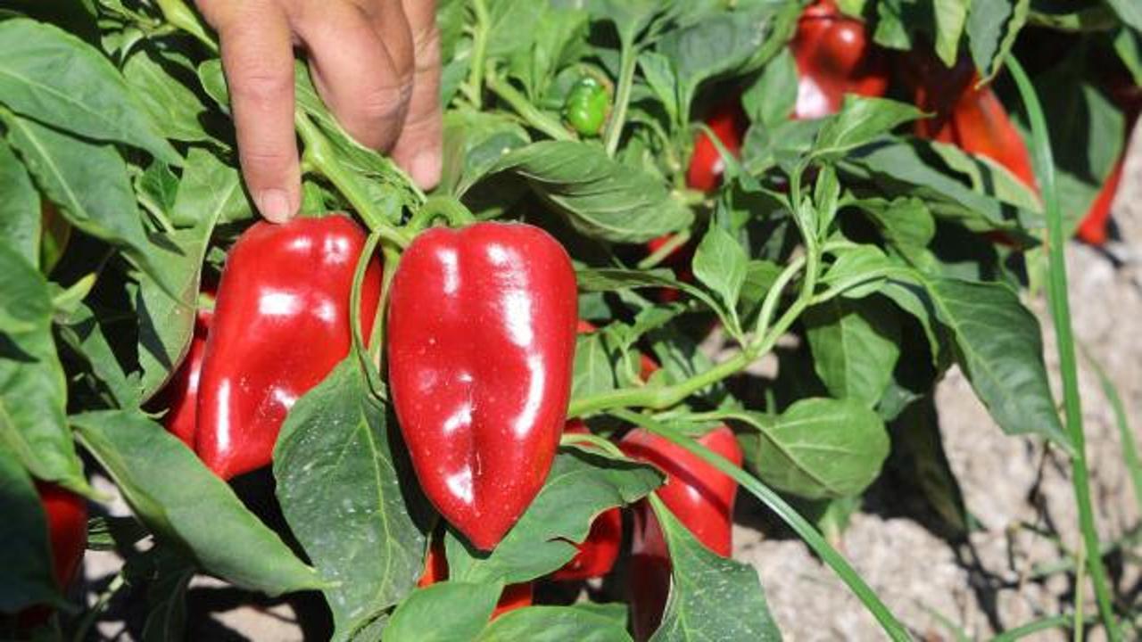 Kavurucu sıcakta hasat s&uuml;r&uuml;yor: Tatlı kapya biber tarlada 20 lira, manavda 100 lira!