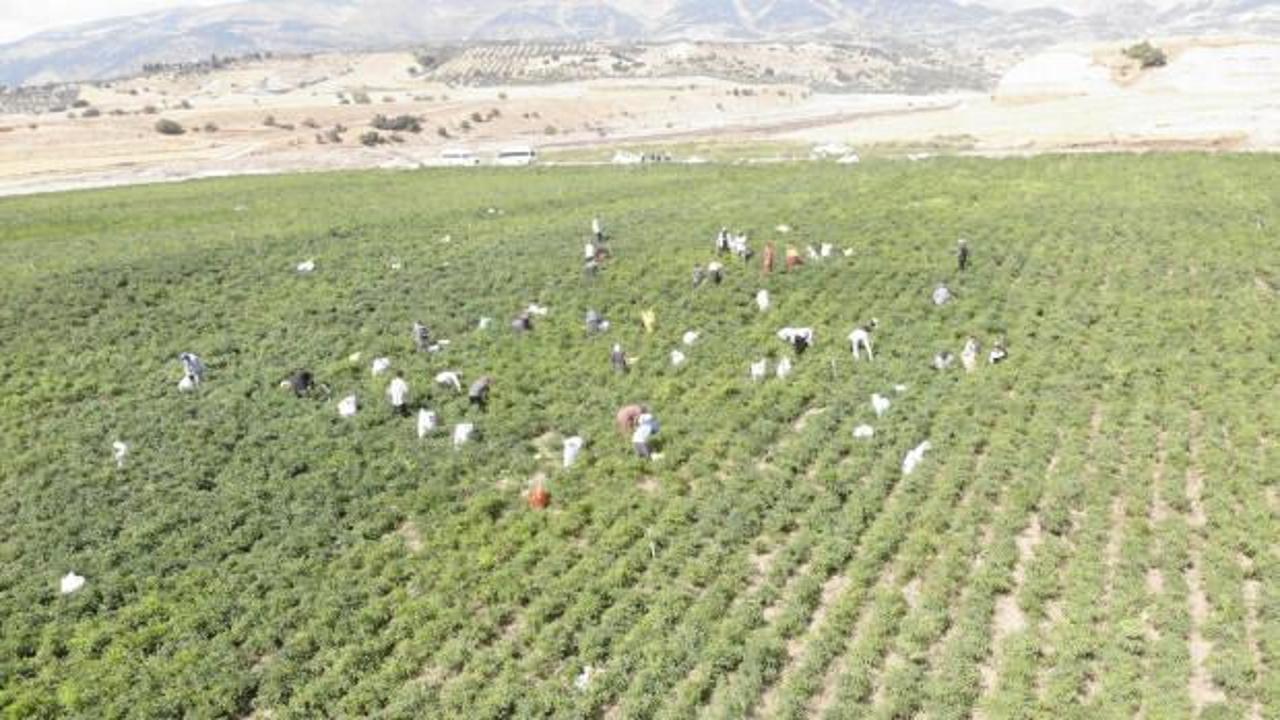 Hasat başladı! Tarlada kilosu 200 liraya &ccedil;ıktı, 30 bin ton &uuml;retim bekleniyor