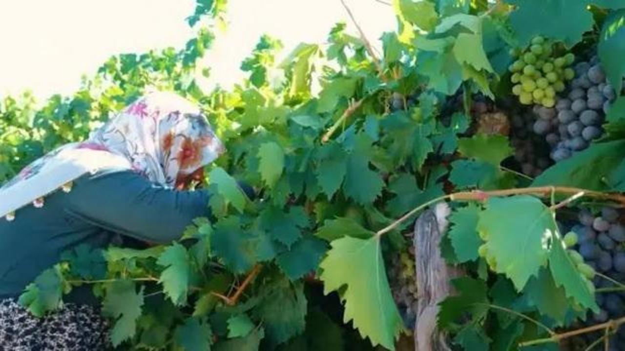Tadını bilen tezgaha koşuyor: Hasat başladı! Fiyatı yarı yarıya d&uuml;şt&uuml;