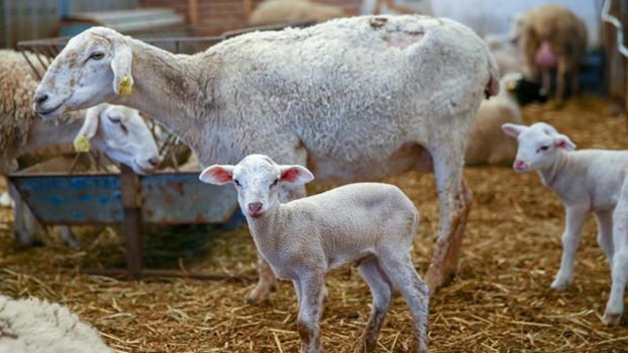 &Ccedil;ift&ccedil;iye kritik destek! Hayvancılıkta &uuml;reticinin y&uuml;z&uuml;n&uuml; g&uuml;ld&uuml;recek adım