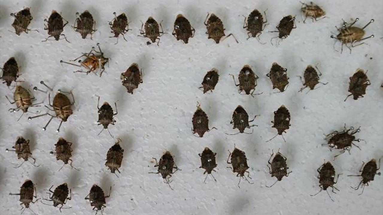 Fındığın başına bela olmuştu: Tam seferberlik başladı: Y&uuml;z binlercesi doğaya salındı!