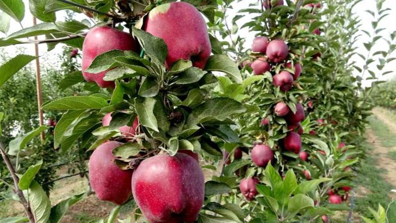 Ge&ccedil;en yıl don vurdu, hasat yapılamadı: Bu yıl y&uuml;zleri g&uuml;ld&uuml;rd&uuml;!