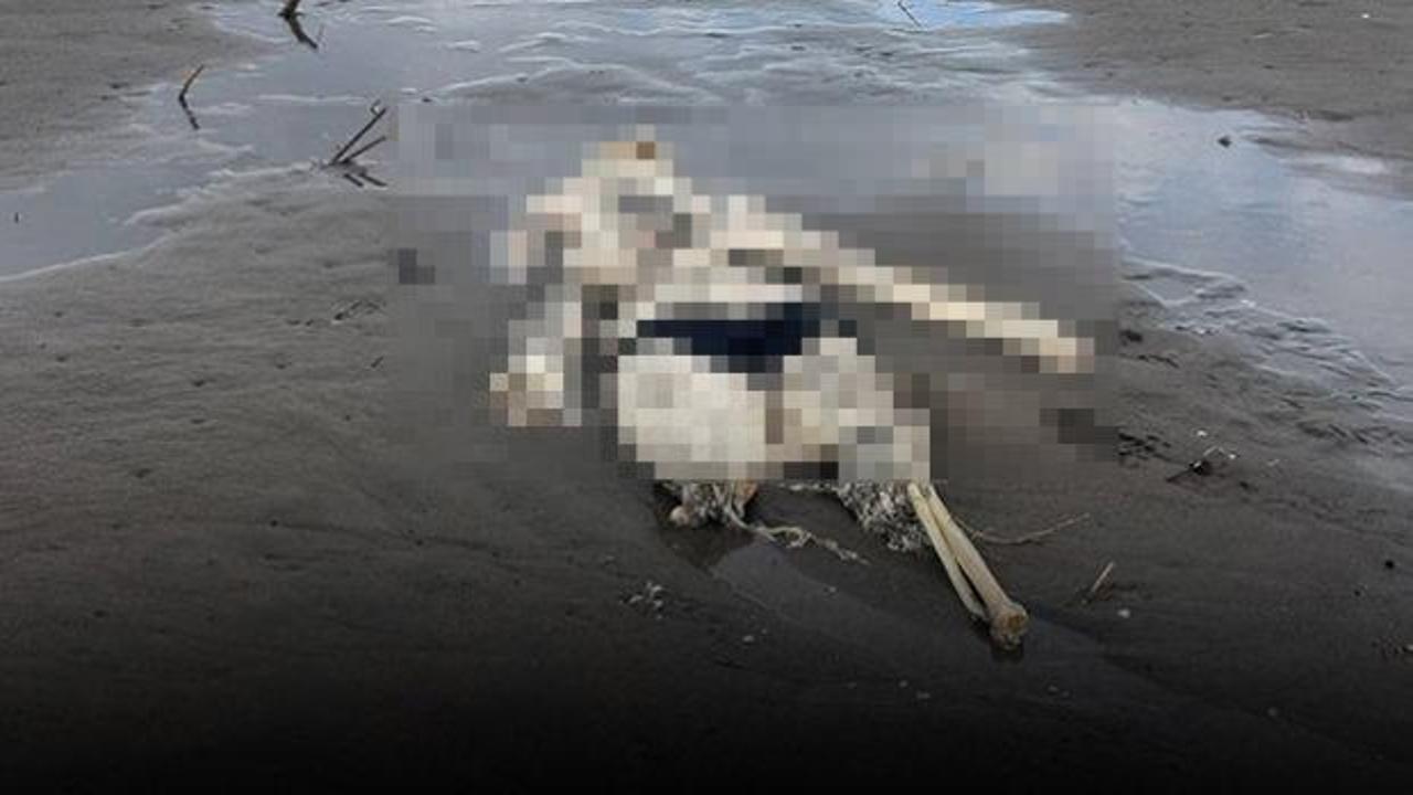 Samsun'da t&uuml;yler &uuml;rperten olay! Kıyıya insan iskeleti vurdu