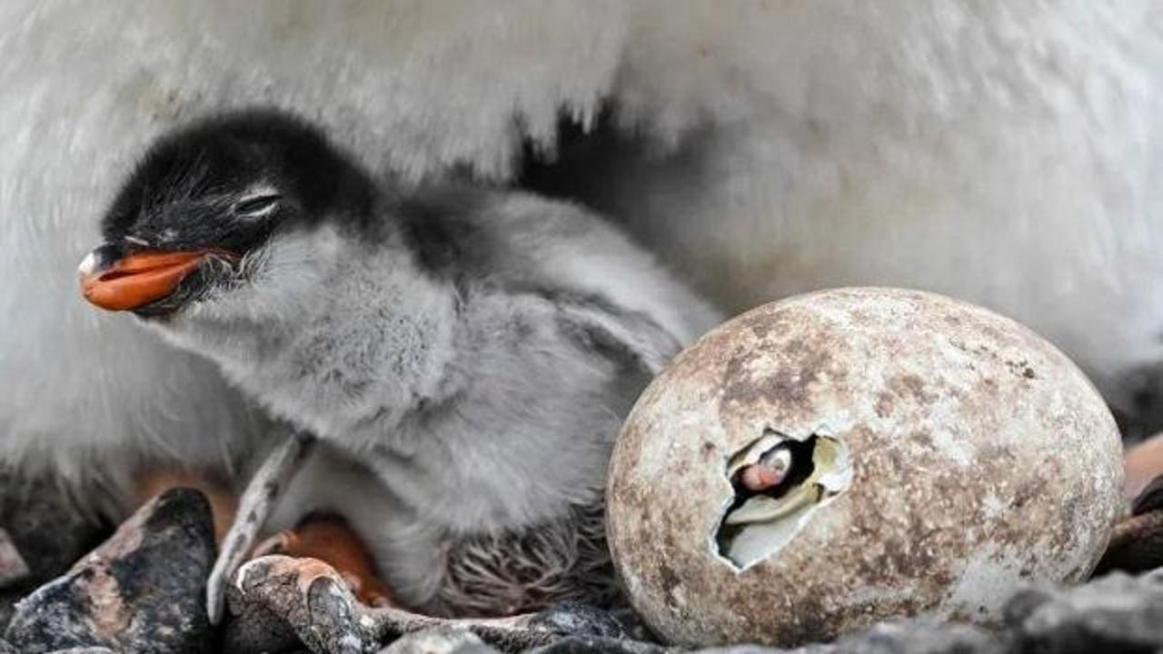 Yeni bir penguen t&uuml;r&uuml; keşfedildi