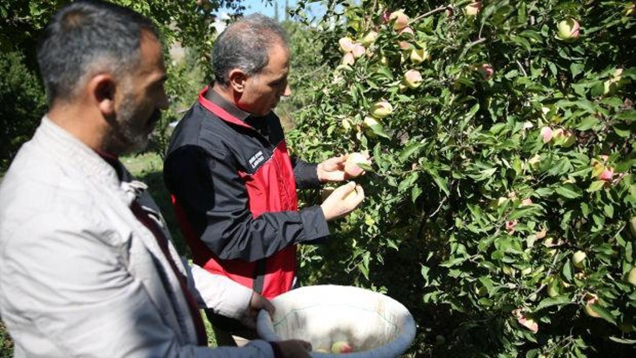 T&uuml;rkiye'de sadece bir il&ccedil;ede yetişiyor! 6 ay boyunca bozulmuyor: Şekli &ccedil;ok ilgin&ccedil;