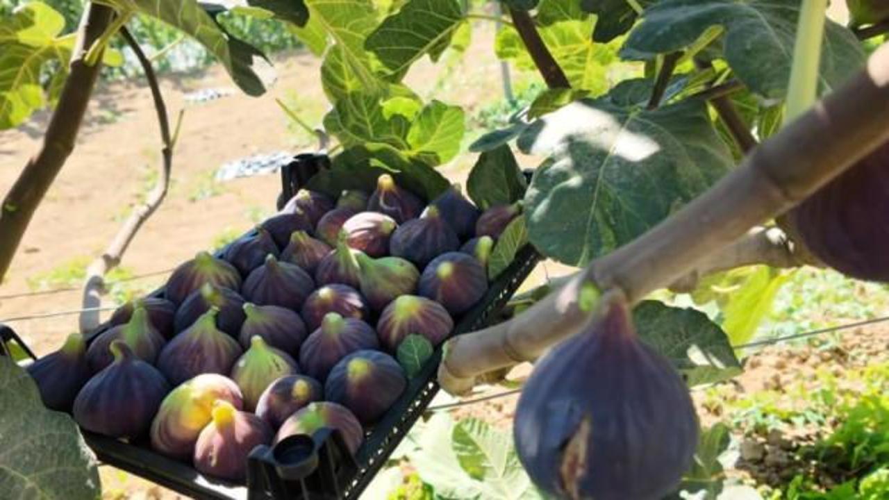 Bursa ve İzmir'de g&ouml;rd&uuml;: Bah&ccedil;esinde yeni y&ouml;ntemi denedi! Tekirdağ'da y&uuml;z&uuml; g&uuml;ld&uuml;