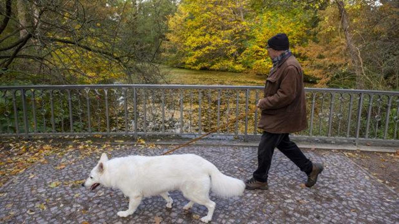 Almanya'da k&ouml;pek sahiplerine vergi y&uuml;k&uuml;ml&uuml;l&uuml;ğ&uuml;