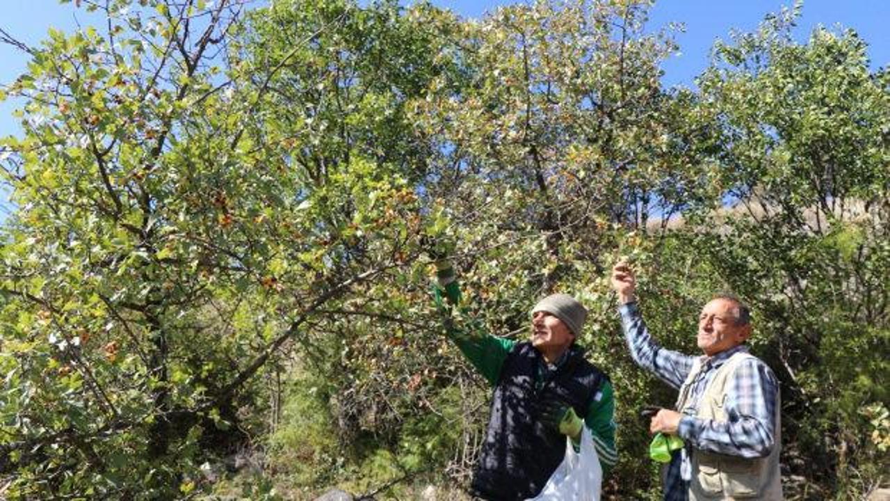 Tam bir kalp dostu! Şifa kaynağını toplamak i&ccedil;in dağlara akın ettiler!