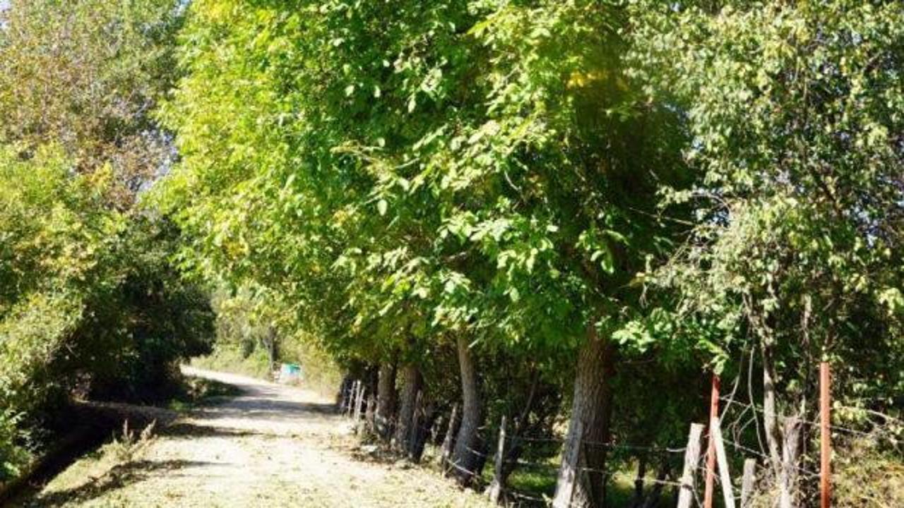 Zonguldak'ta kahreden kaza: &Uuml;z&uuml;m toplarken canından oldu