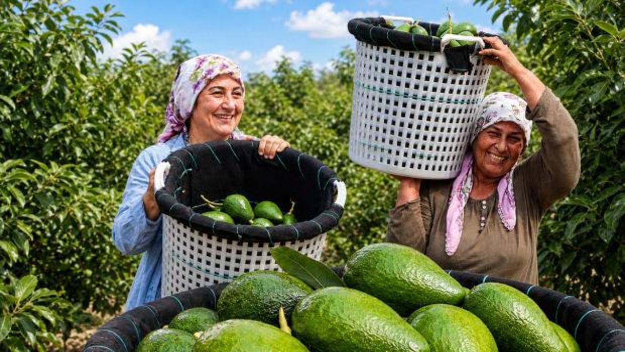 Adana&rsquo;da hasat başladı: Bir ağa&ccedil;tan 80 kilo &ccedil;ıkıyor, fiyatı 110 liraya d&uuml;şt&uuml;