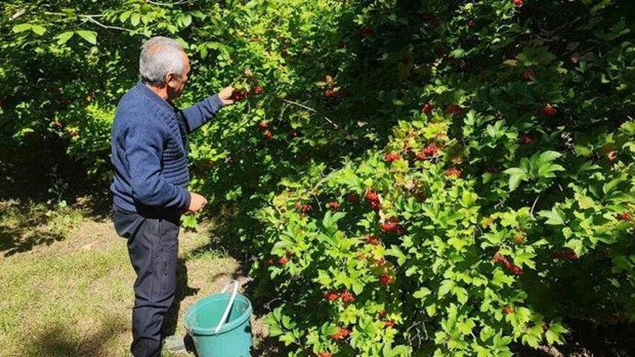 Ağa&ccedil;tan toplayıp 1000 liraya satıyor! Hasat başladı