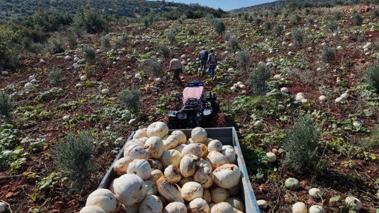 Ağırlığı 30 kiloya ulaşıyor! Bu yıl tarlada bereket var!