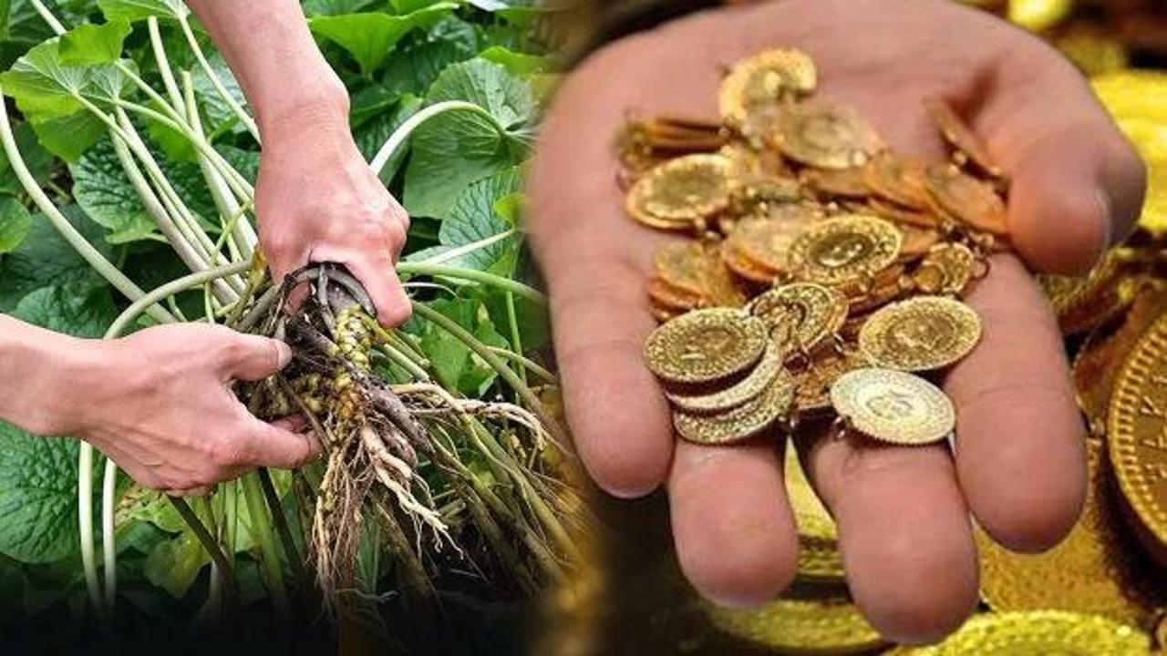 Altını ge&ccedil;ti, kilosu 247 bin TL! G&uuml;ncel fiyatı duyanları hayrete d&uuml;ş&uuml;rd&uuml;
