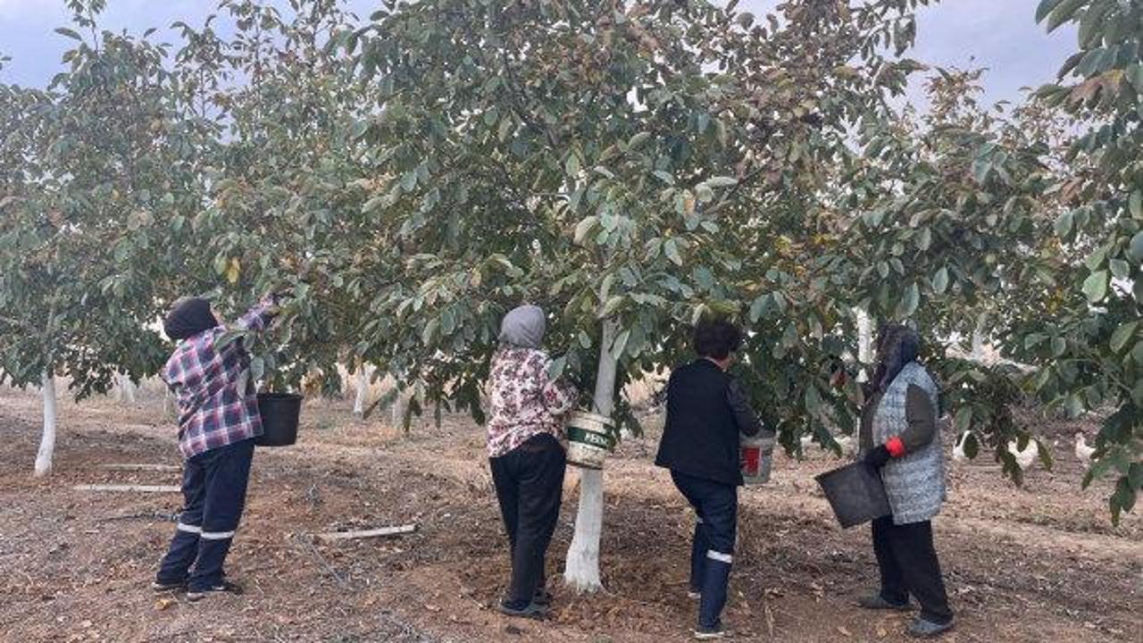 Bu bah&ccedil;ede asıl s&uuml;rpriz birka&ccedil; yıl sonra! Tonlarca &uuml;r&uuml;n bekliyor! 