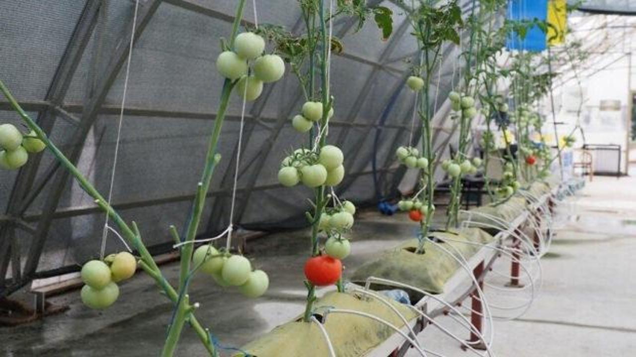 &Ccedil;AYKUR'dan &ccedil;ay atıklarını ekonomiye kazandıracak yerli &uuml;retim projesi