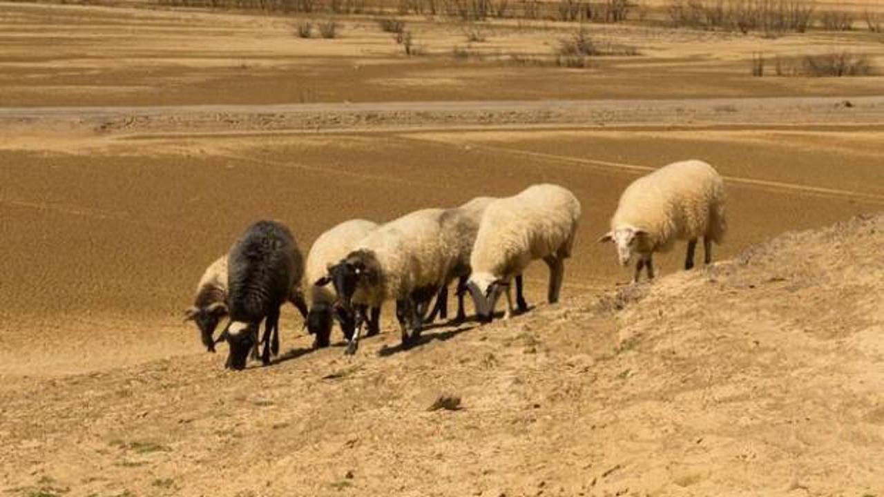 &Ccedil;&ouml;le helikopterle koyun taşıdılar, 35 yıl sonra sonuca inanamadılar!