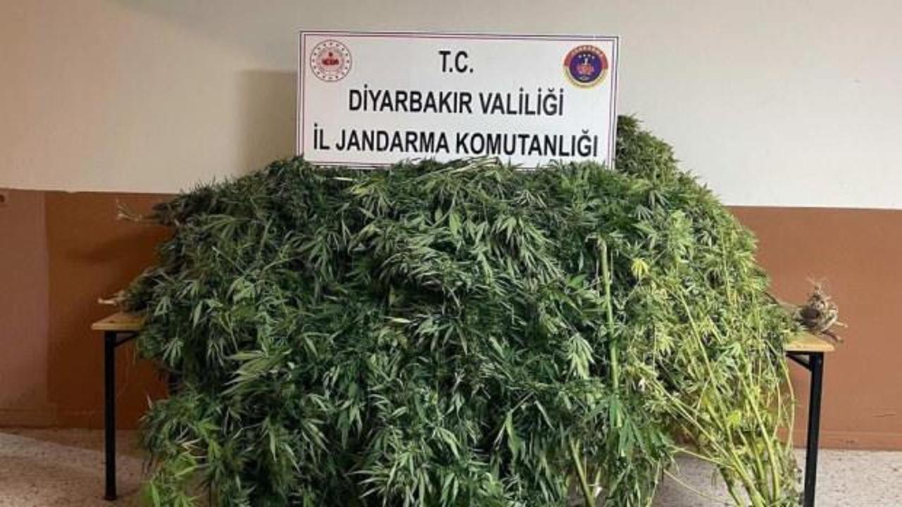 Diyarbakır'da 57 bin 700 k&ouml;k kenevir ele ge&ccedil;irildi