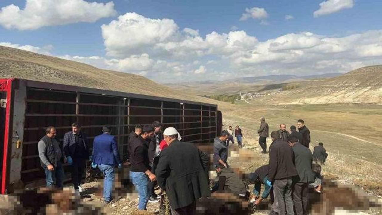 Erzurum'da hayvan y&uuml;kl&uuml; tır devrildi: 130 k&uuml;&ccedil;&uuml;kbaş telef oldu