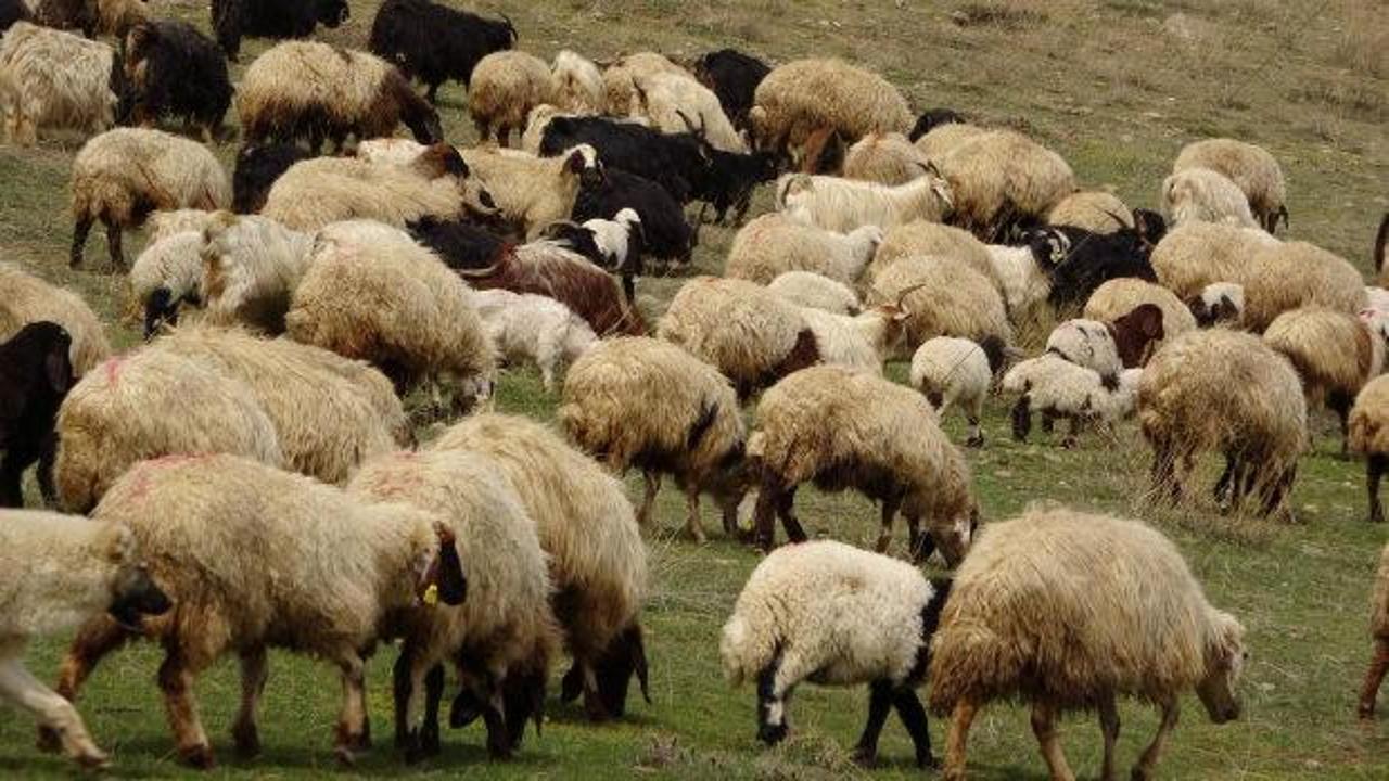 G&uuml;ney Kıbrıs'ta 83 binden fazla hayvan itlaf edilecek