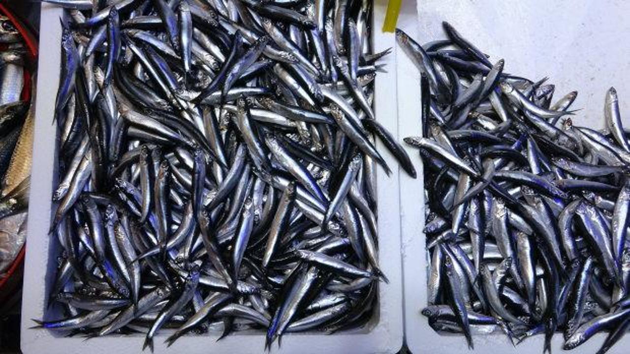 Hamsi ihracatında dikkat &ccedil;eken artış! 22 &uuml;lkenin sofrasına girdi