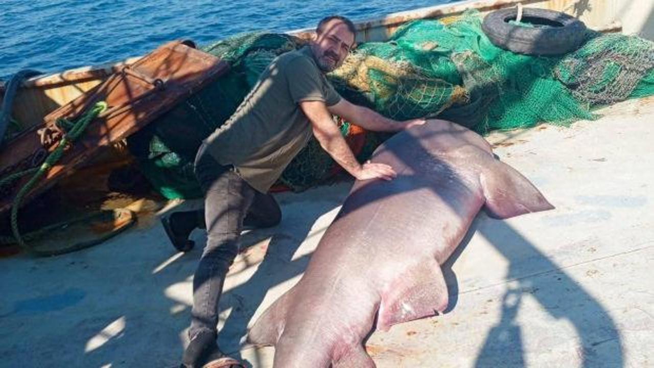 Saros&rsquo;un sularında dev s&uuml;rpriz: 350 kiloluk k&ouml;pek balığı ağa takıldı