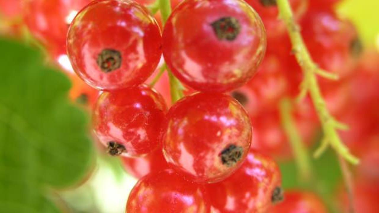 Satış rekoru kırdı: Kalbi baştan aşağı yeniliyor! Tansiyona iyi geliyor