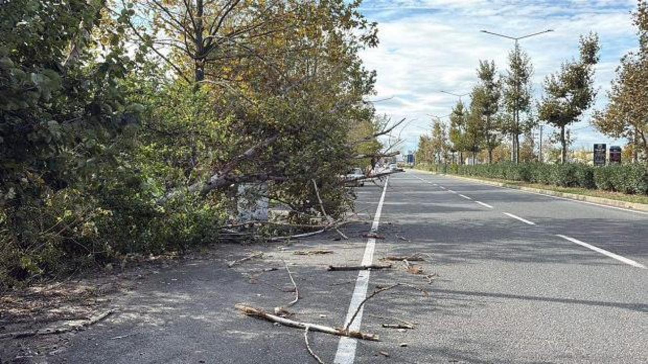 Tekirdağ'da fırtına! Ağa&ccedil; ve telefon direği devrildi