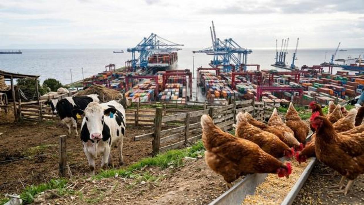 Ekonomide ağustos karnesi: İhracat değerlendi, yumurta ve s&uuml;t &uuml;retimi zirveye &ccedil;ıktı