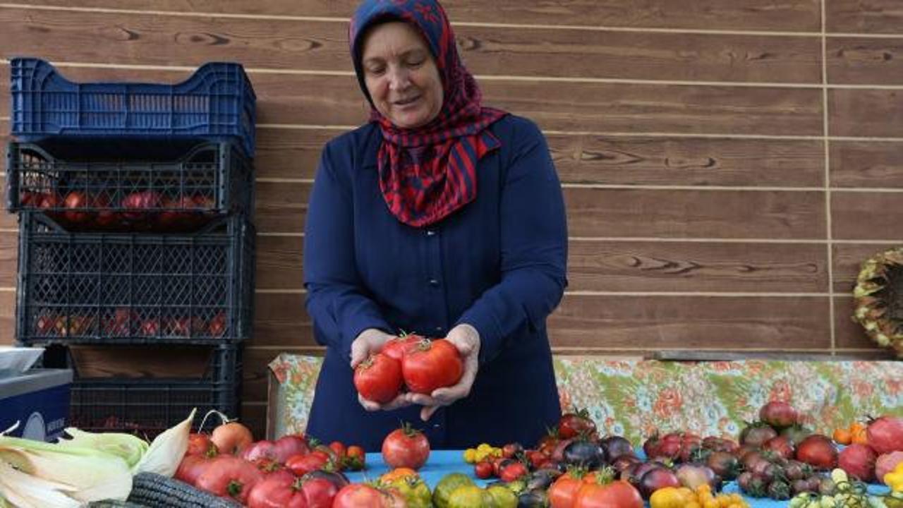11 yıldır &uuml;cretsiz dağıtıyor! Bir pakette 55 &ccedil;eşit ata tohumu