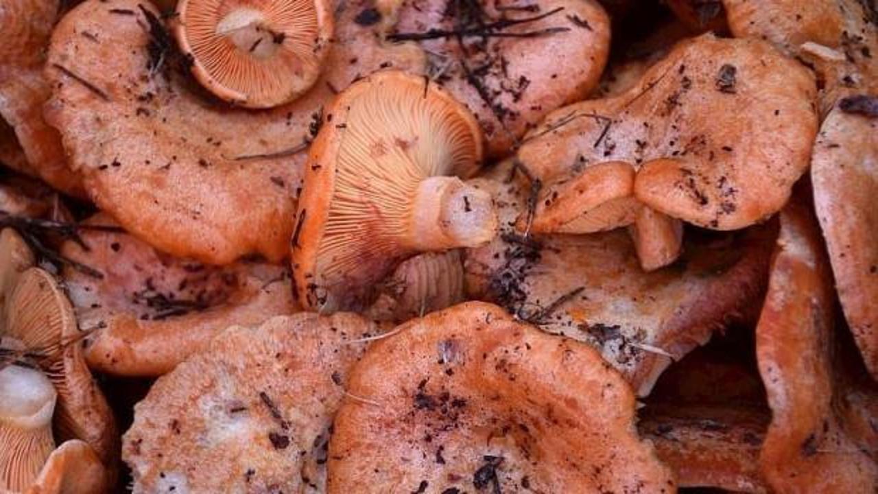 20 yıldır b&ouml;ylesi g&ouml;r&uuml;lmedi! Topraktan adeta fışkırıyor! Kilosu 300 lira!