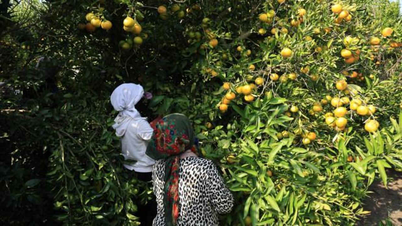 Adana'da tarladaki mandalinanın kilogramı 3 liraya d&uuml;şt&uuml; 