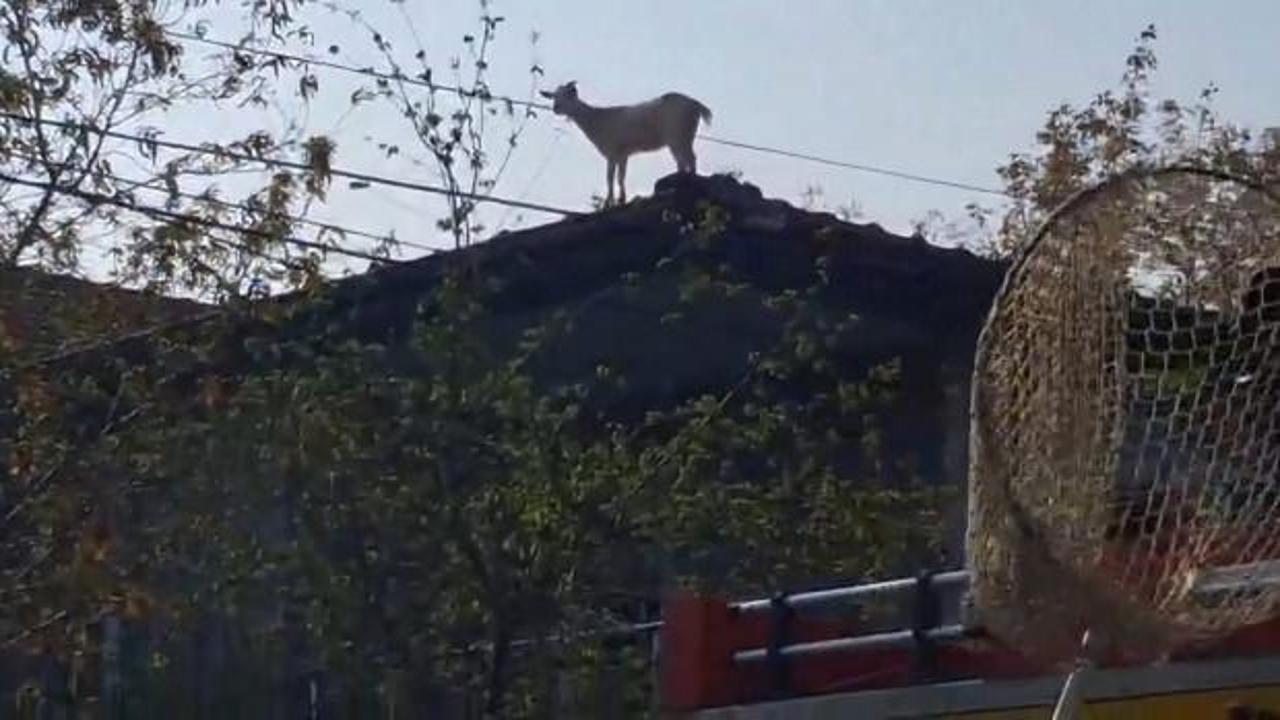 &Ccedil;atıya &ccedil;ıkan ke&ccedil;iyi itfaiye kurtardı