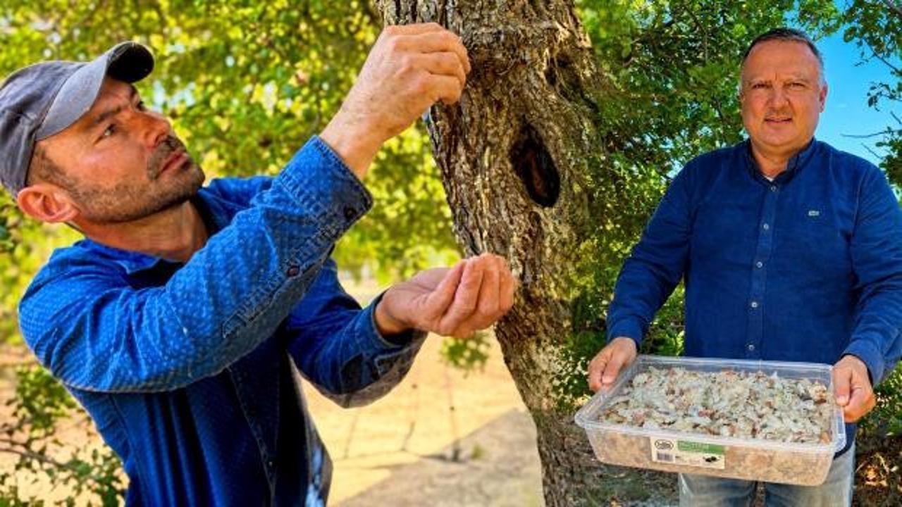 Kilosu 50 bin TL! &Uuml;retimi i&ccedil;in 5 yılda 50 bin ağa&ccedil; dikildi