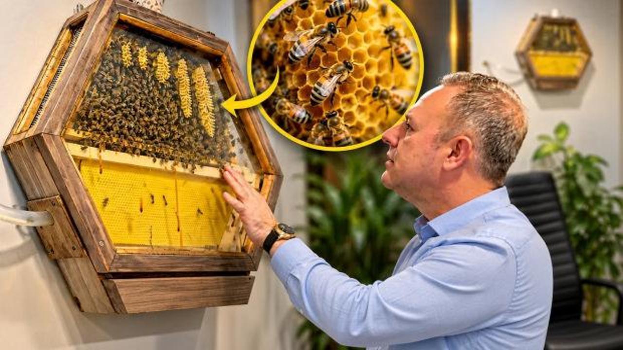 Makam odasında g&ouml;renleri şaşırtan d&uuml;zenek! Arılar bal &uuml;retiyor