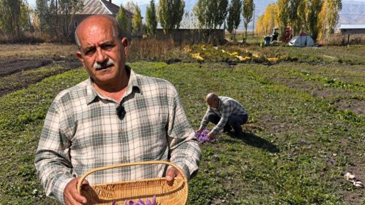 Esnaflığı bıraktı, tarlaya yöneldi! Kilosu 1 milyon liraya yaklaşan ürünü yetiştiriyor
