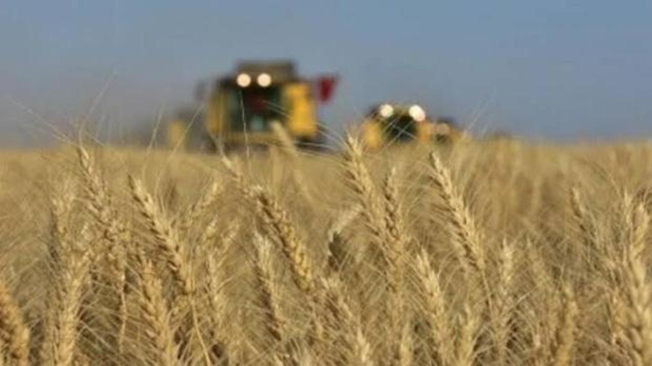 TİGEM 2 bin 906 ton mahsul buğday satacak