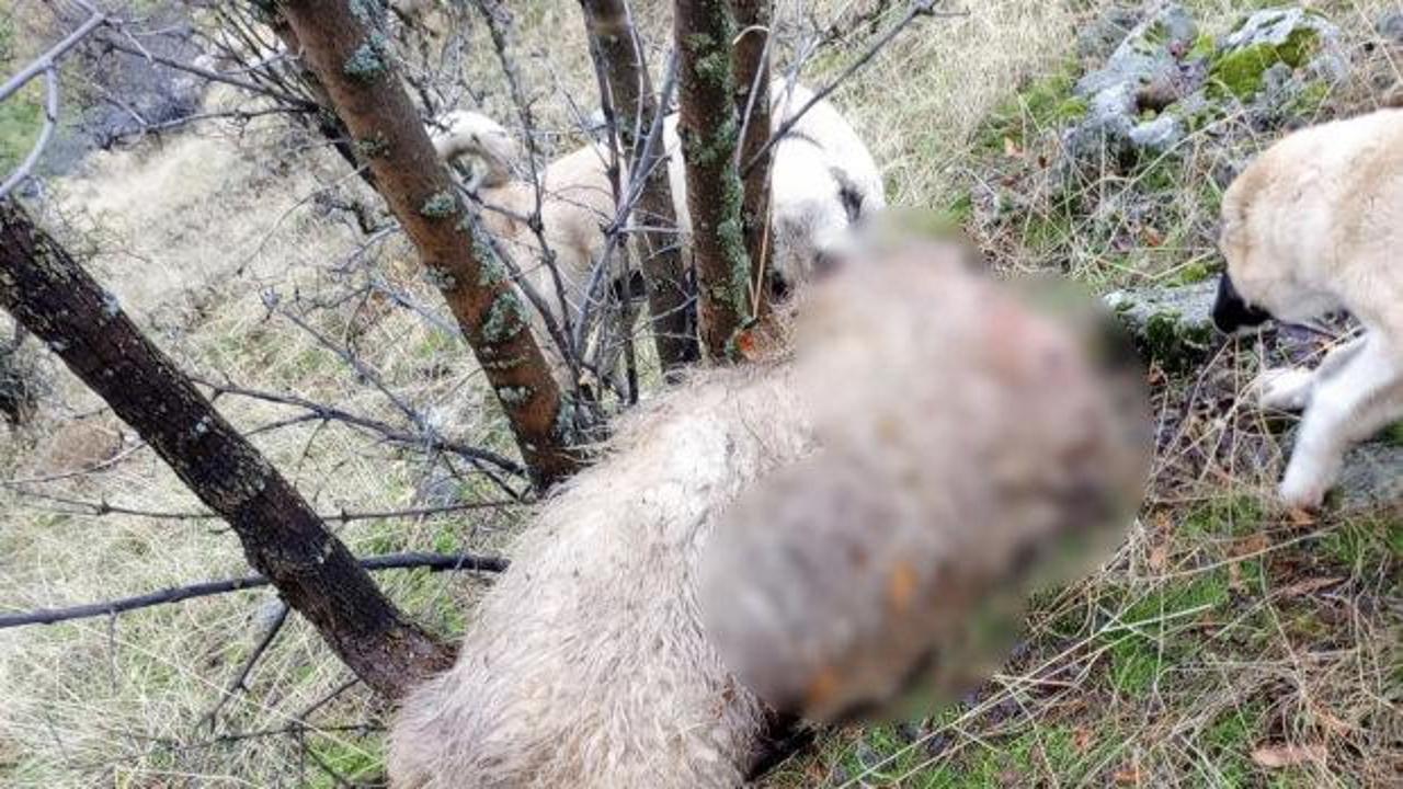Tunceli'de canavar saldırısı! 14 koyunun leşi bulundu 