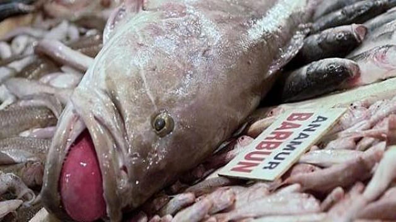 20 kiloluk lagos balığı yakalandı