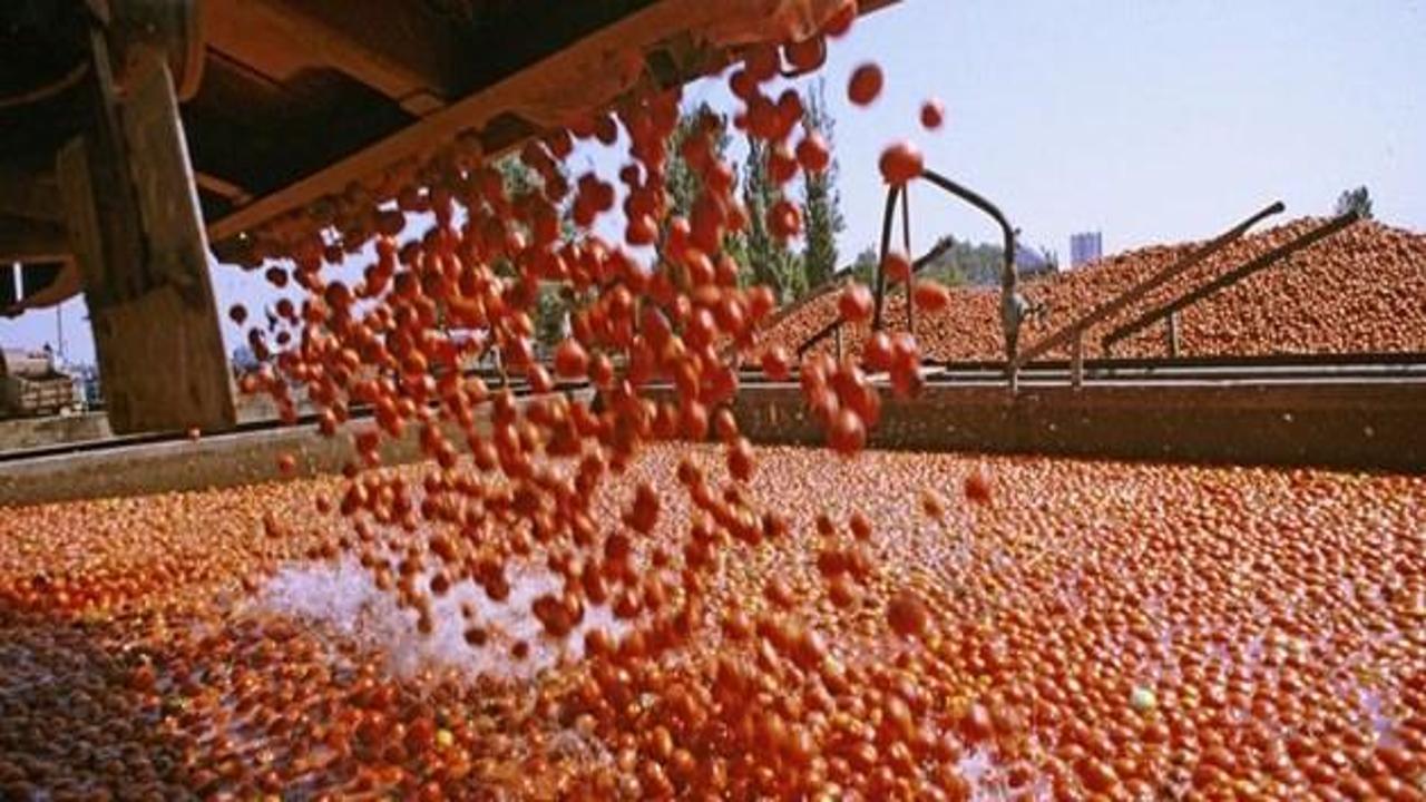 27 ton domates imha edildi