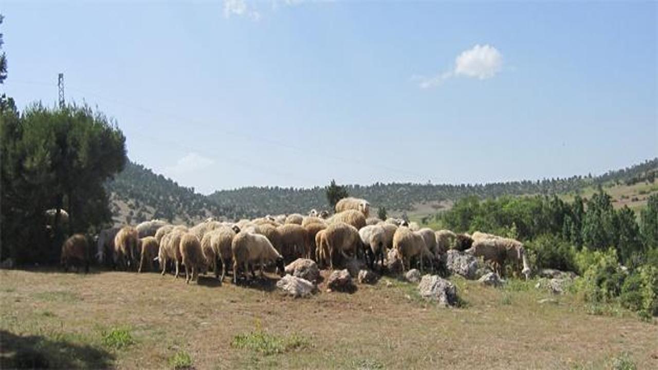 2 bin 500 lira aylıkla çalışacak çoban bulamıyor