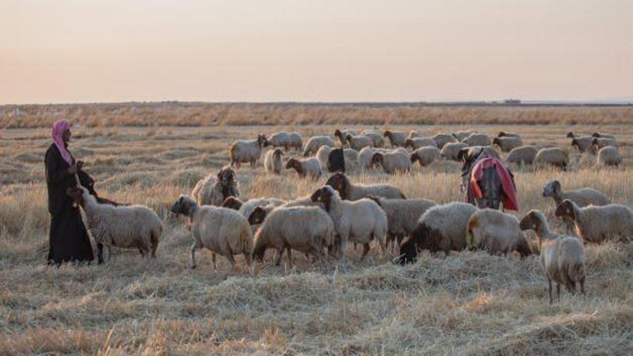 Suriyeli çobanın ülke özlemi